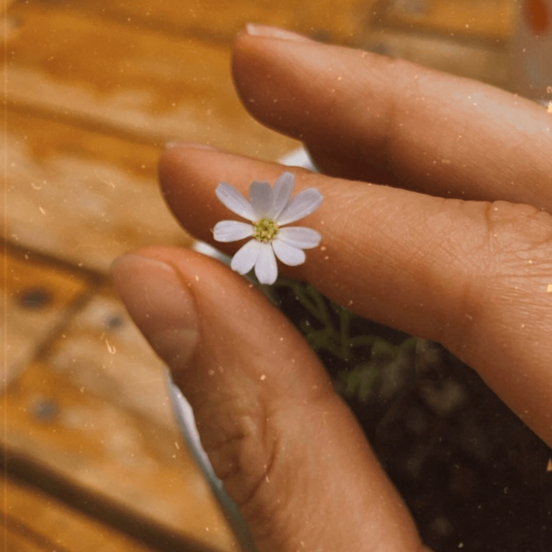 Plantable Greeting Cards - Chameleon Sand Candle